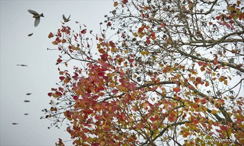 Birds fly across branches at the Hong Village near the Huangshan Mountain, east China's Anhui Province, Nov. 10, 2012. The beautiful scenery of Huangshan Mountain in the early winter has attracted many tourists. Photo: Xinhua