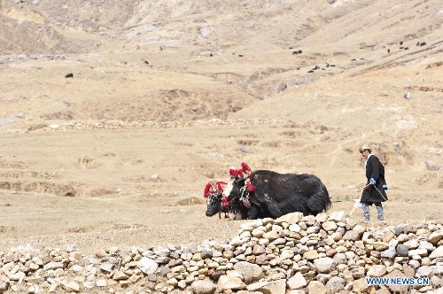 A farmer of the Tibetan ethnic group works in the fields at Weiba Village of Lhasa, capital of southwest China's Tibet Autonomous Region, March 16, 2013. A ceremony was held on Saturday to celebrate the starting of spring plowing in Tibet. (Xinhua/Liu Kun) 