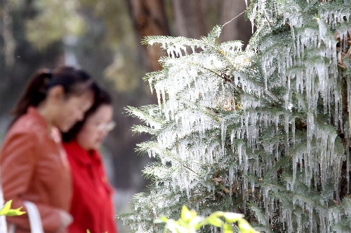 Citizens walk past tree branches with icicles in Hami, northwest China's Xinjiang Uygur Autonomous Region, April 8, 2013. Icicles are seen on tree branches and blossoms in Haimi due to sharp drop of temperature. (Xinhua/Cai Zengle)