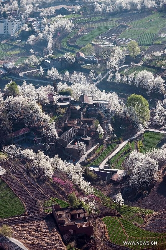 Pear flowers are in full blossom in Sha'er Township of Jinchuan County, southwest China's Sichuan Province, March 17, 2013. The pear flower scenery here attracted a good many tourists. (Xinhua/Jiang Hongjing) 