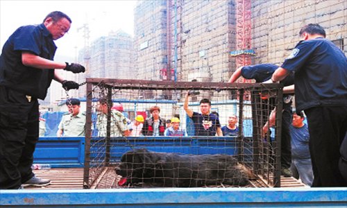 The Tibetan mastiff that killed a 3-year-old girl by biting her neck in Dalian, Liaoning Province, was caged by officials on Thursday. Photo: IC