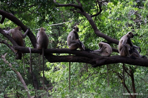 Wild monkeys rest on a branch in the Khandagiri cave hills in Bhubaneswar, capital of the eastern Indian state Orissa, May 16, 2013. (Xinhua/Stringer)
