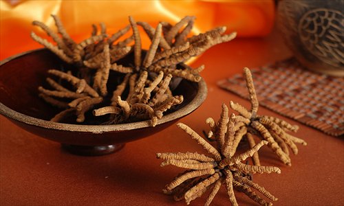 Cordyceps Sinensis 