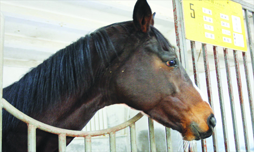 Caring for a horse can be a full-time job 