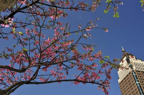  Cherry blossoms are seen near the landmark skyscraper Taipei 101 (Taipei World Financial Center) in Taipei, southeast China's Taiwan, Feb. 17, 2013. (Xinhua/Wu Ching-teng) 