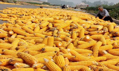 Farmers sun-dry corn in Zhoukou, Henan Province, Thursday. The city's 546,000 hectares of corn produced a bumper harvest this fall. Photo: CFP