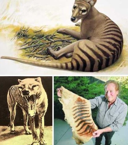 Top 2: Tasmanian Tiger. Source: people.com.cn