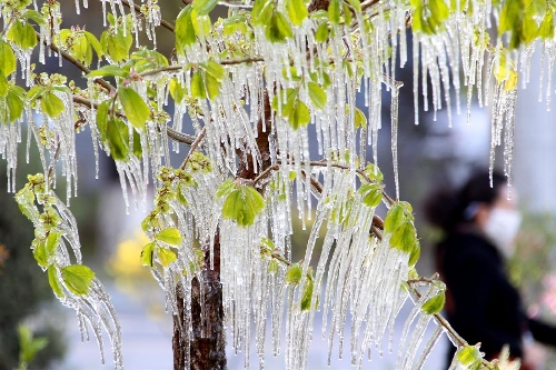 Photo taken on April 8, 2013 shows icicles on tree branches in Hami, northwest China's Xinjiang Uygur Autonomous Region. Icicles are seen on tree branches and blossoms in Haimi due to sharp drop of temperature. (Xinhua/Cai Zengle) 