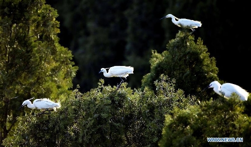 White egrets are seen at the Tianmahu scenic resort in Qinhuangdao City of north China's Hebei Province, May 5, 2013. (Xinhua/Yang Shiyao)