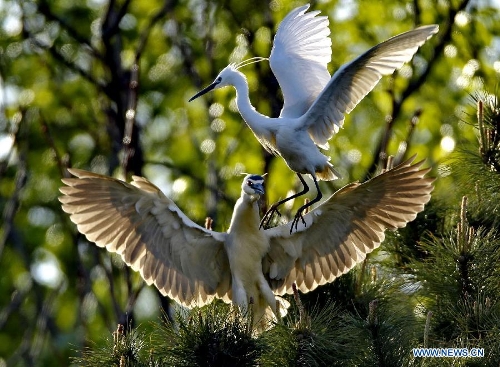 White egrets are seen at the Tianmahu scenic resort in Qinhuangdao City of north China's Hebei Province, May 5, 2013. (Xinhua/Yang Shiyao)