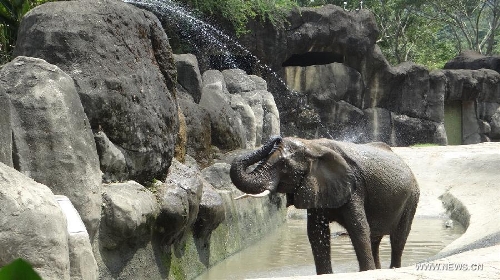 Taipei Zoo Gives Animals Special Cooling Treats Global Times