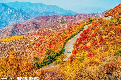 top-10-places-to-see-autumn-leaves-in-china-global-times