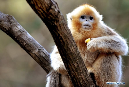 Golden Monkeys At Foping Giant Panda Valley In N China's Shaanxi 