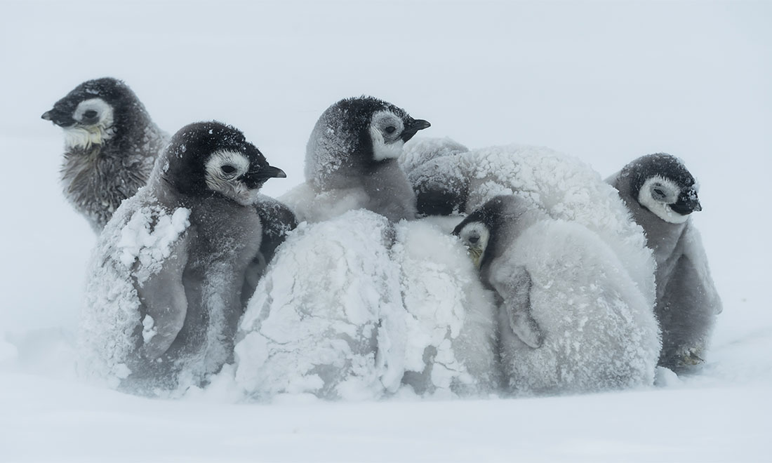 a group of emperor penguins huddle together for warmth during