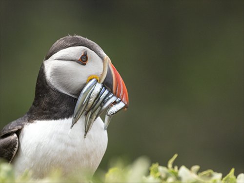 stuffed puffin