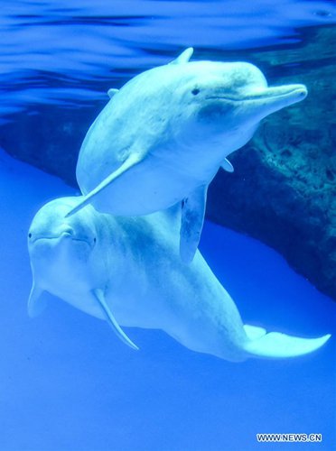 chinese white dolphins swim at the chimelong ocean kingdom in