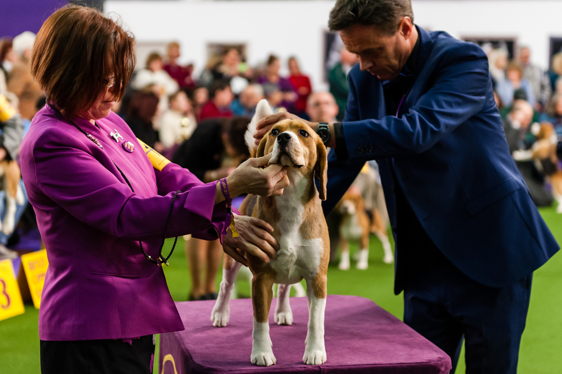 141st westminster kennel club dog show kicks off