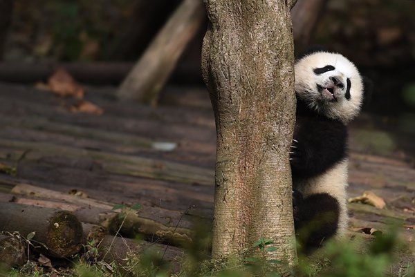 Chengdu Panda Keeper Becomes Famous After Feeding Video Goes Viral Global Times