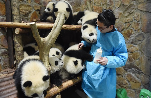 Chengdu Panda Keeper Becomes Famous After Feeding Video Goes Viral Global Times