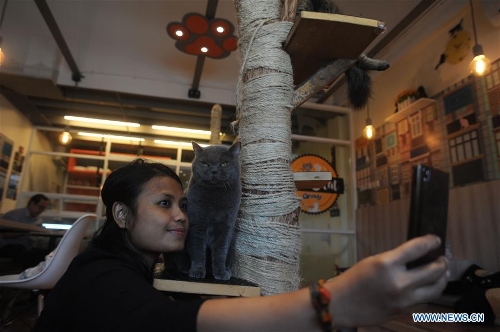 Kopi Cat Cafe at Bintaro, Indonesia - Global Times