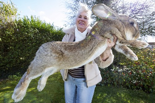 big bunnies