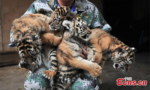 one-month old quadruplets of siberian tiger cubs