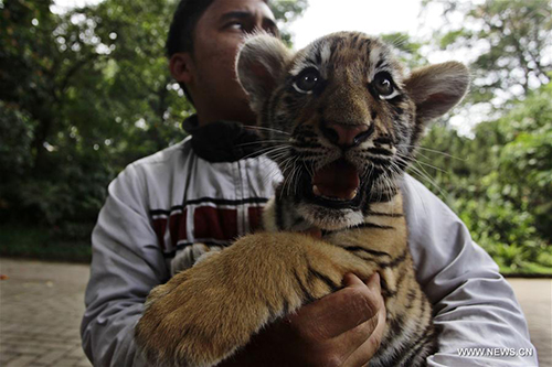 Animals seen in Bandung zoo park, Indonesia - Global Times