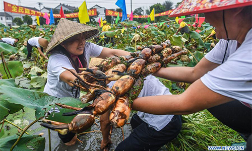 Local People Celebrate Harvest Of Lotus Roots In E China Global Times