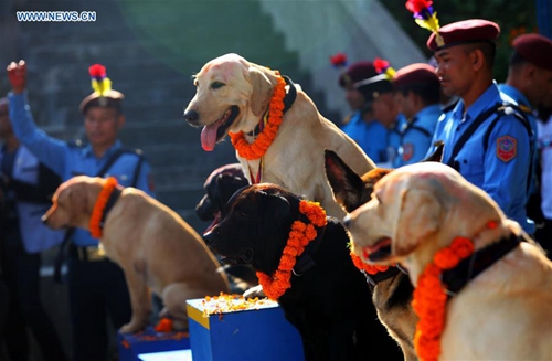 Dogs Worshiped During Tihar Festival In Kathmandu, Nepa | Pakistan Defence