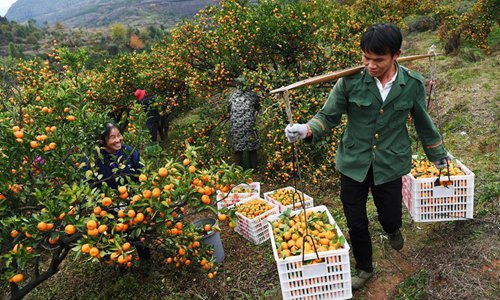 Oranges Harvested In East China's Nanfeng County - Global Times