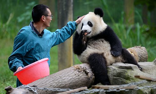 Cutest job in the world not so cushy! Panda keepers risk injury and