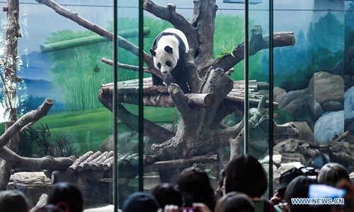 Giant Pandas Yuan Yuan Tuan Tuan Celebrate Birthday At Taipei Zoo Global Times