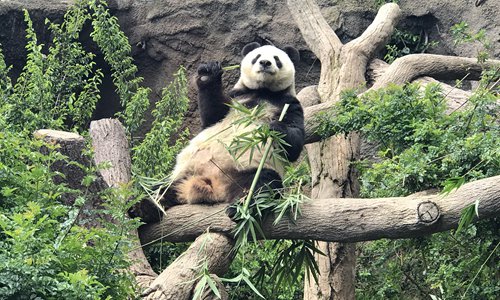 San Diego says farewell to giant pandas - Global Times