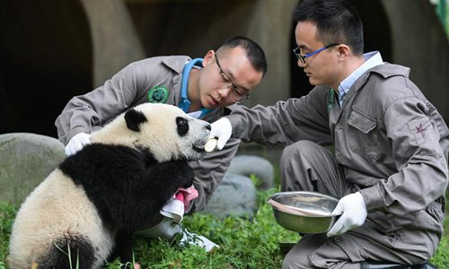 Baby Giant Pandas At Giant Panda Kindergarten In Wolong Sw China