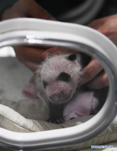 Two Giant Pandas Give Birth To Two Pairs Of Twins At Zoo In Chongqing ...