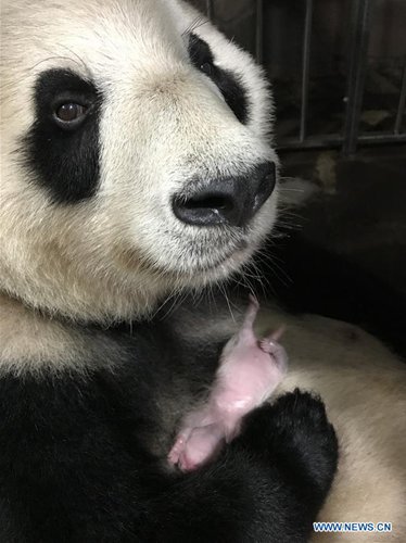 Two giant pandas give birth to two pairs of twins at zoo in Chongqing