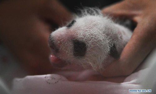 Two Giant Pandas Give Birth To Two Pairs Of Twins At Zoo In Chongqing ...