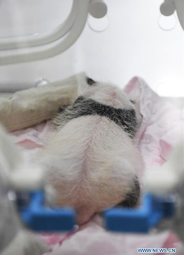 Two Giant Pandas Give Birth To Two Pairs Of Twins At Zoo In Chongqing ...