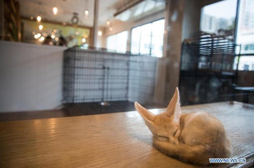 Animal Cafe in Bangkok, Thailand - Global Times