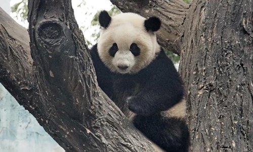 Giant panda twins debut in Beijing - Global Times