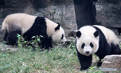 Giant panda twins debut in Beijing - Global Times