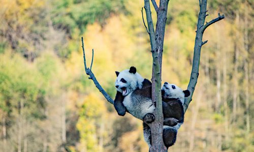 Giant Pandas Play In Wolong - Global Times