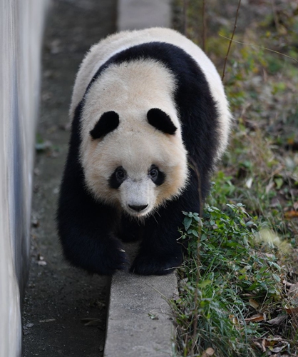 number-of-capitive-pandas-worldwide-increases-to-600-global-times