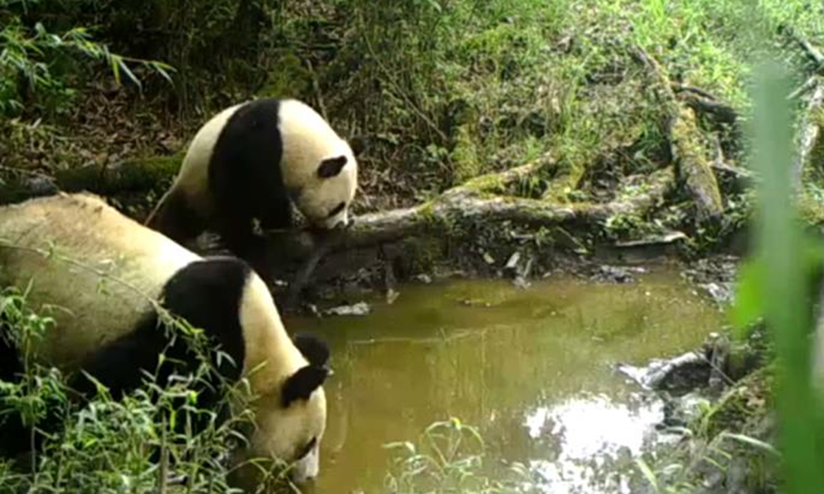 The giant panda: a successful conservation story the world needs ...