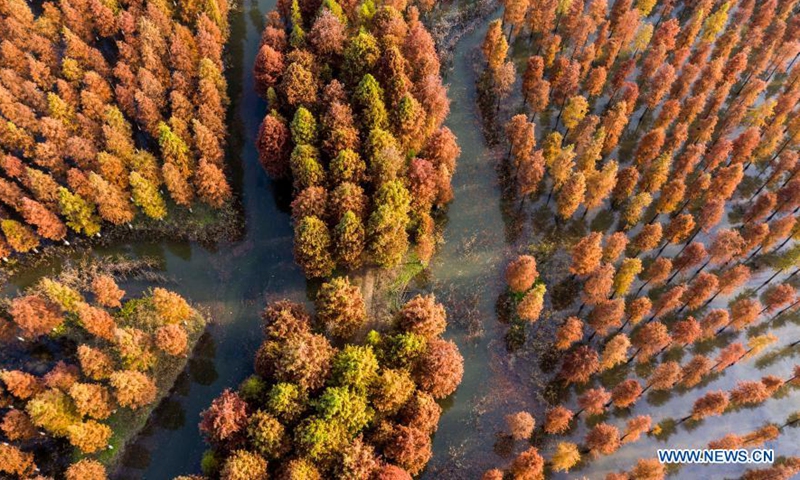 dawn redwood forest at hongze lake wetland scenic