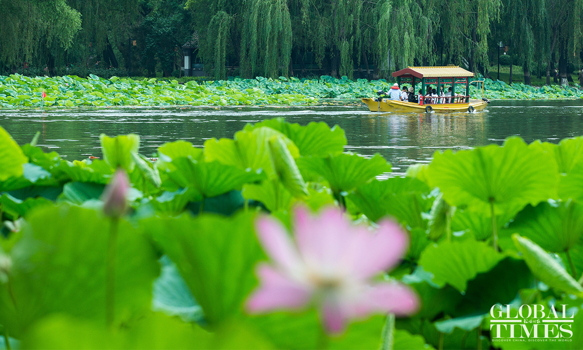 Lotus Flowers In Full Bloom At Beijings Yuanmingyuan Ruins Park