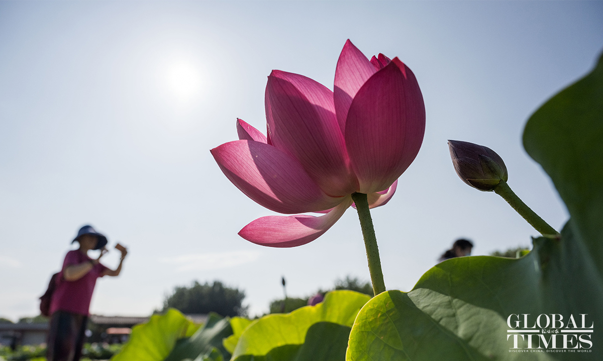 Lotus Flowers In Full Bloom At Beijings Yuanmingyuan Ruins Park