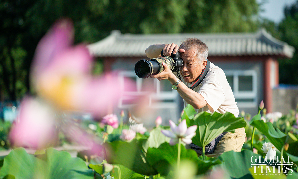 Lotus Flowers In Full Bloom At Beijings Yuanmingyuan Ruins Park