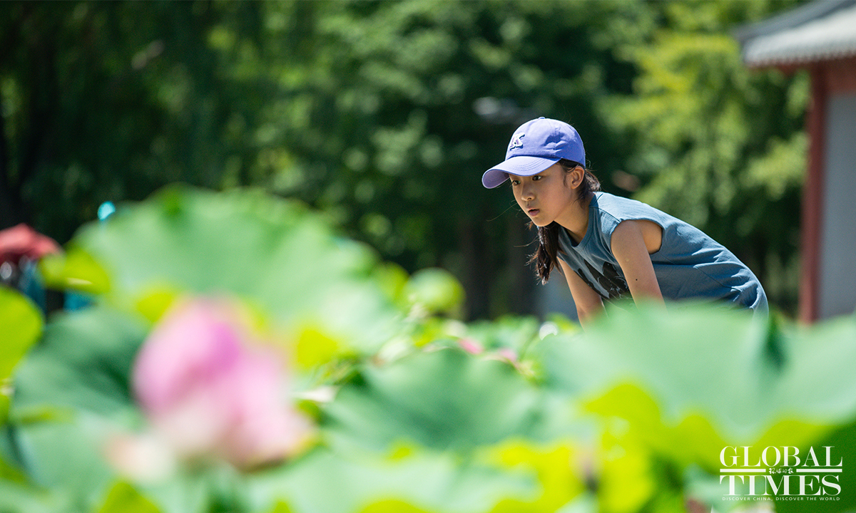 Lotus Flowers In Full Bloom At Beijings Yuanmingyuan Ruins Park