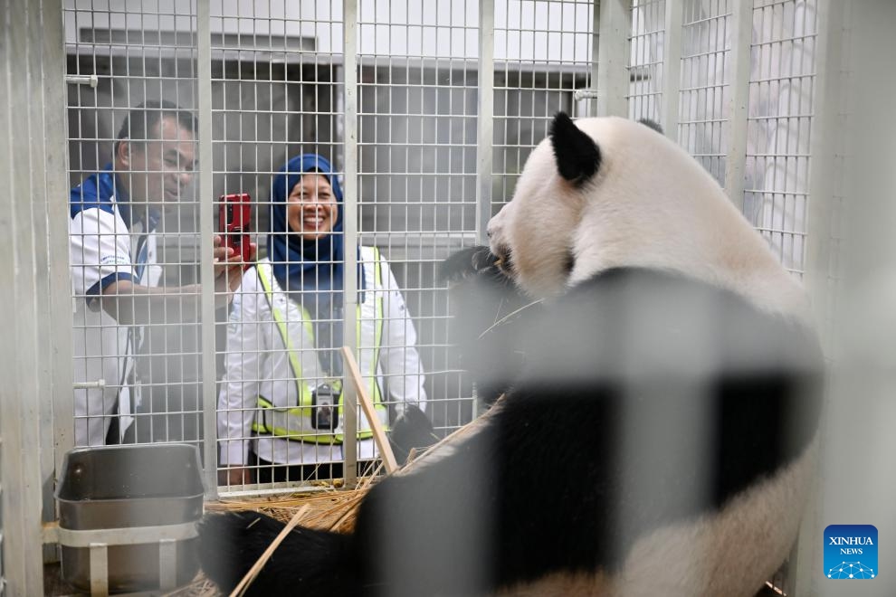 2 Giant Panda Cubs Born In Malaysia Return To China Global Times